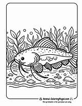13 Catfish Coloring Pages  Free Download PDFs 🐟 Animal sketch template