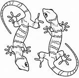 Gecko Coloring Pages sketch template