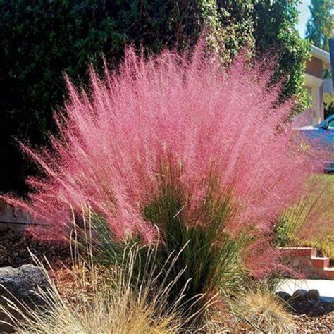 Pink Muhly Grass Muhlenbergia capillaris Ornamental Grass | Etsy