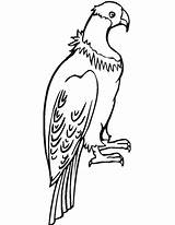 Andean Condor coloring Page  Animals Town Free color sketch template