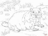 Groundhog Coloring Pages Sketch Page sketch template