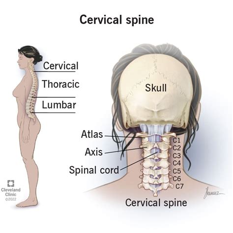 Cervical Spine Anatomy Labeled | My XXX Hot Girl