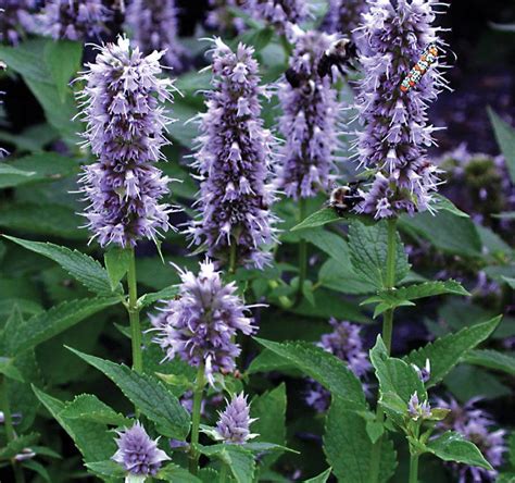 Agastache Blue Fortune | Verschoor Horticulture