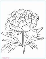 20 Free Peonies Coloring Pages For Adults And Kids – My Spot sketch template