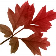 Fall Leaf PNG Image HD - PNG All