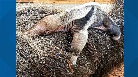 Baby anteater born at Zoo Boise | ktvb.com