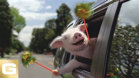 Maxwell The Pig - GEICO Insurance - YouTube | Animals images, Pig commercial, Best commercials