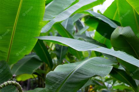 Premium Photo | Green leaves of banana tree