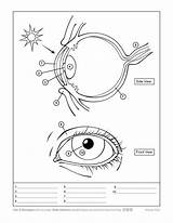 Human Eye Coloring Pages  Home sketch template