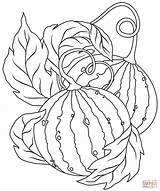 Watermelon coloring Page  Free Printable Coloring Pages sketch template