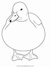 A Beautiful Duck Resting Coloring Page For Kids  Free Ducks Printable sketch template