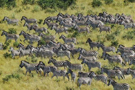 Zebras In Africa Map