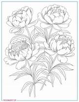 20 Free Peonies Coloring Pages For Adults And Kids – My Spot sketch template