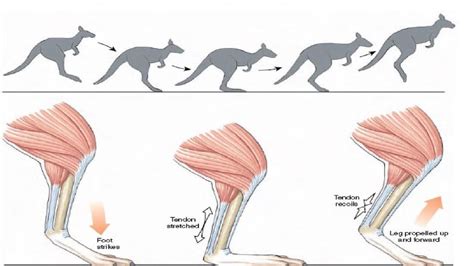 Kangaroo Anatomy Diagram