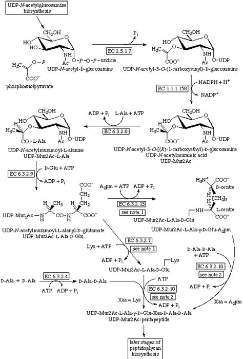 peptidoglycan biosynthesis part 1