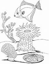 Underwater Plants Coloring Pages At GetColoringscom  Free Printable sketch template
