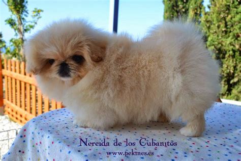 Colour and Markings in the Pekingese - Colores y marcas en el pekinés - LionDance