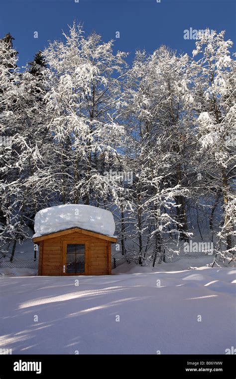 snow covered wooden hut in forest Stock Photo - Alamy