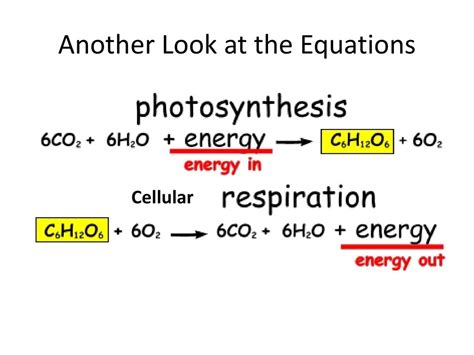 3.1 Photosynthesis & Cellular Respiration - ppt download