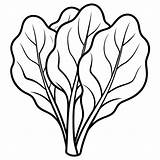 Spinach vegetable Outline coloring book Page Line Art Drawing  Premium sketch template