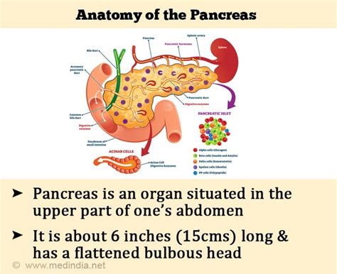 Human Pancreas Anatomy And Physiology