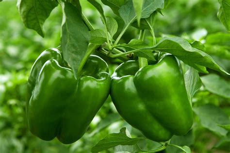 How to Plant and Grow Bell Peppers | HGTV