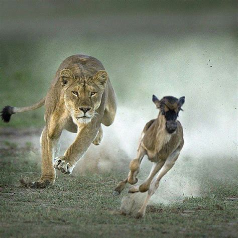 . Photo by @shaazjungphotography Shot of a lioness hunting a wildebeest ...