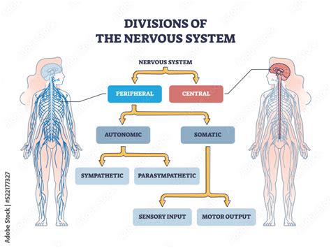 Divisions of peripheral and central nervous system anatomy outline ...