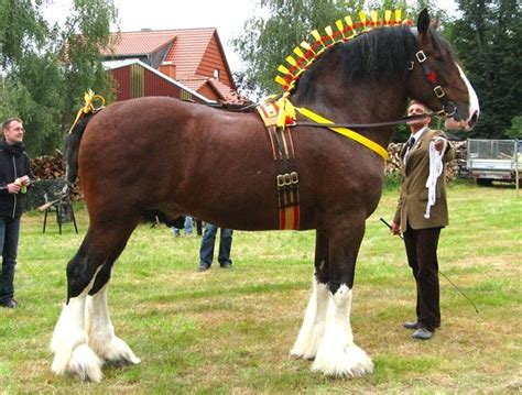 Shire horse | Show horses, Clydesdale horses, Draft horses