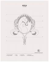 Fetus In Womb  Colouring Sheet Designs By Duvet Days Anatomy sketch template