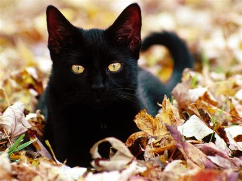 Wallpaper : face, fall, leaves, whiskers, Black Cat, autumn, kitten ...