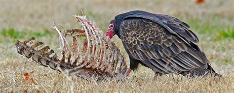 Solano County Office of Education - Turkey Vultures