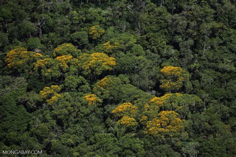 Natural forests best bet for fighting climate change, analysis finds