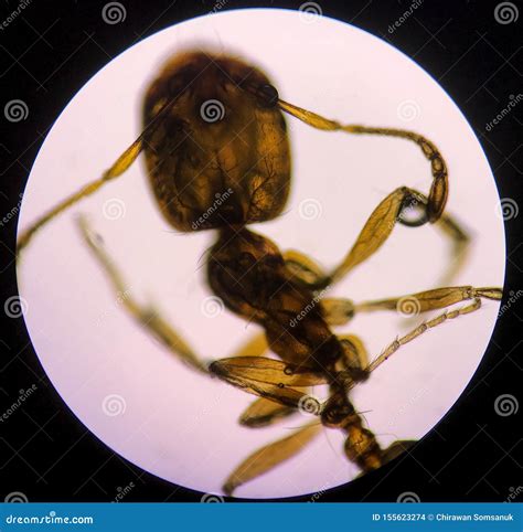 Close Up Structure Ant with Microscope Stock Photo - Image of insect ...