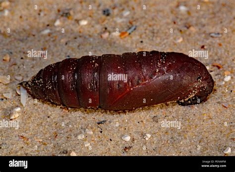 Hawk Moth Cocoon Stock Photos & Hawk Moth Cocoon Stock Images - Alamy