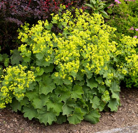 Thriller Ladys Mantle Perennial - Alchemilla - Live Plant - Quart Pot - Hirt's Gardens