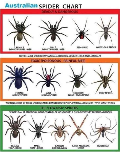 Australian Spider Chart | Spider chart, Dangerous spiders, Australian spider