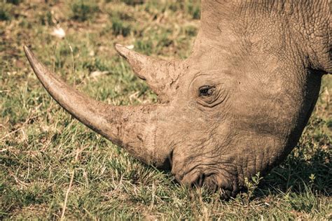 A White Rhino Eating Grass during a Safari in the Hluhluwe - Imfolozi National Park in South ...