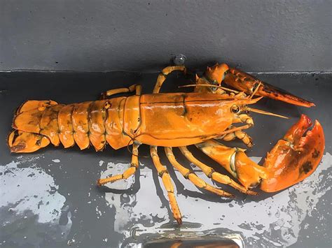 A 1 In 30 Million Orange Lobster [PHOTOS]