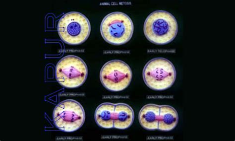 Animal Cell Division Mitosis, Animal Cell Division Mitosis Model, Fiber Glass Animal Cell ...