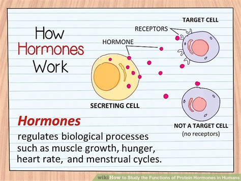 How to Study the Functions of Protein Hormones in Humans: 11 Steps