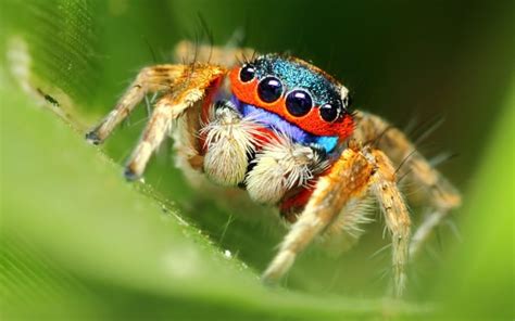 spider wallpaper,insect,macro photography,invertebrate,close up ...