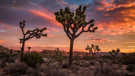 Seasonal Guide to Weather in Joshua Tree - International Travelers House