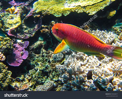 Red Parrotfish Great Barrier Reef Australia Stock Photo 593340671 ...