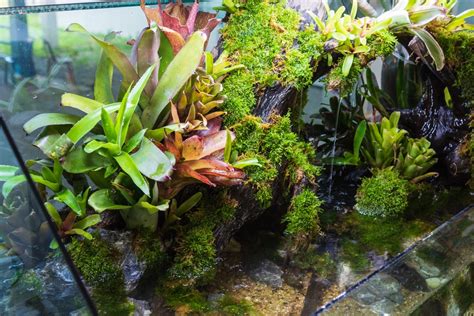 How to Set up a Paludarium (Plants, Tank, & Build Ideas)