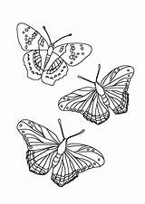 Butterfly Coloring Pages sketch template