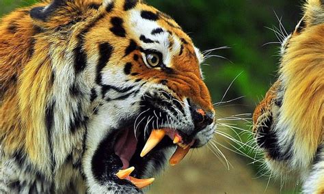 🔥 [90+] Angry Tiger Eyes Wallpapers | WallpaperSafari