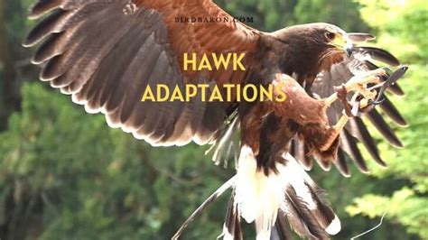 Hawk Adaptations - How Do They Survive? - BirdBaron