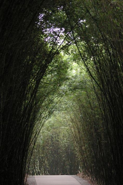 Free Stock photo of Beautiful Bamboo Tree Arched on Pathway | Photoeverywhere
