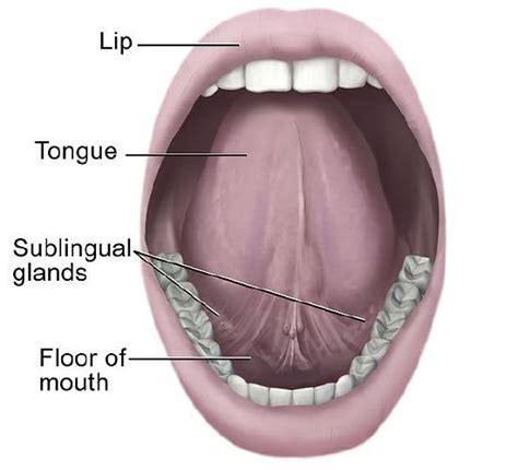 Salivary Glands And Thyroid Glands - Focus Dentistry